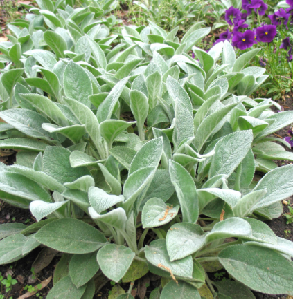 Stachys byzantina 'Big Ears'
