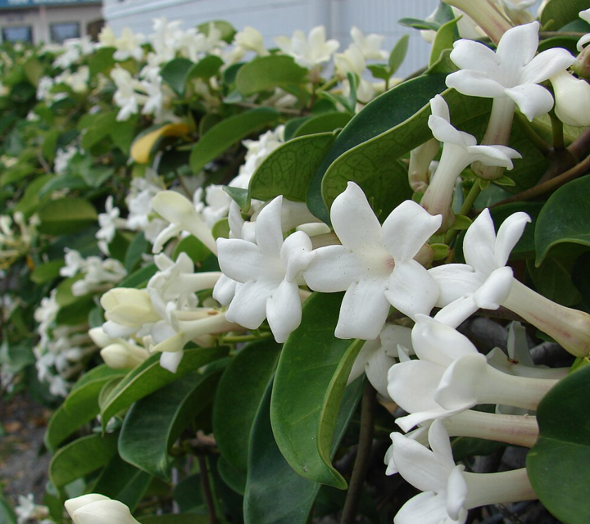 Stephanotis floribunda