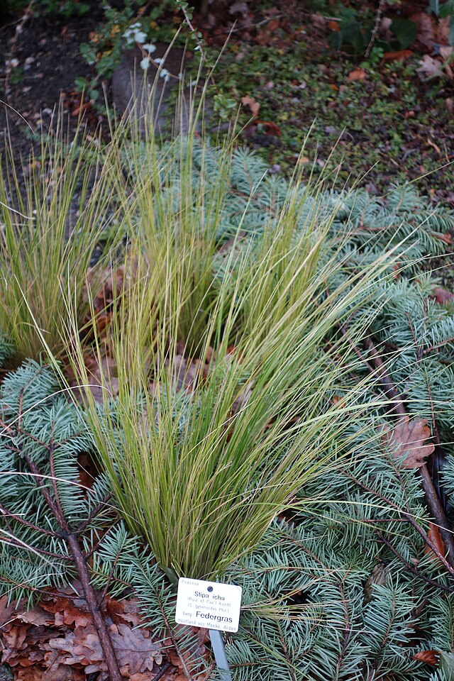 Stipa Ichu