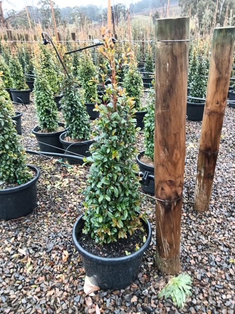 Syzygium australe (SAN01) Straight and Narrow™
