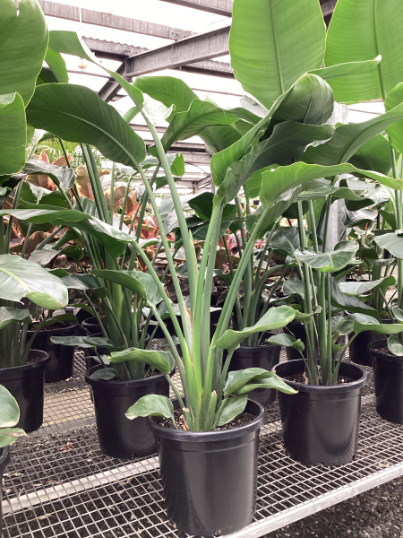 Strelitzia nicolai
