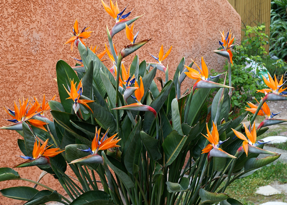 Strelitzia reginae