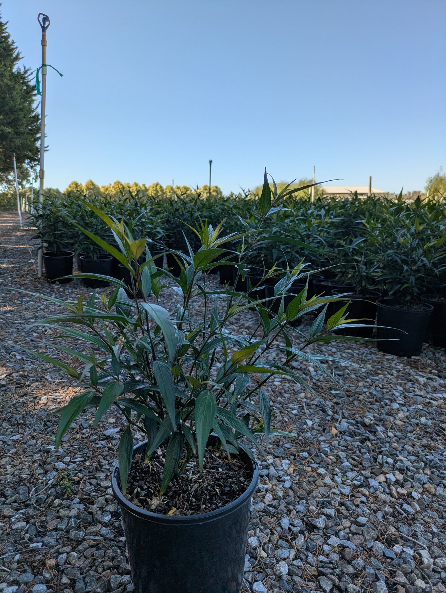 Strobilanthes anisophyllus