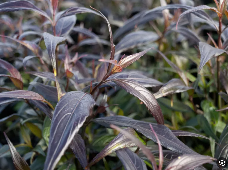 Strobilanthes anisophyllus