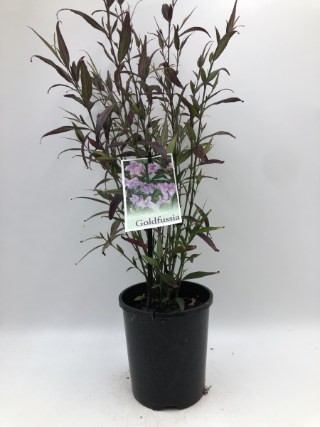 Strobilanthes anisophyllus