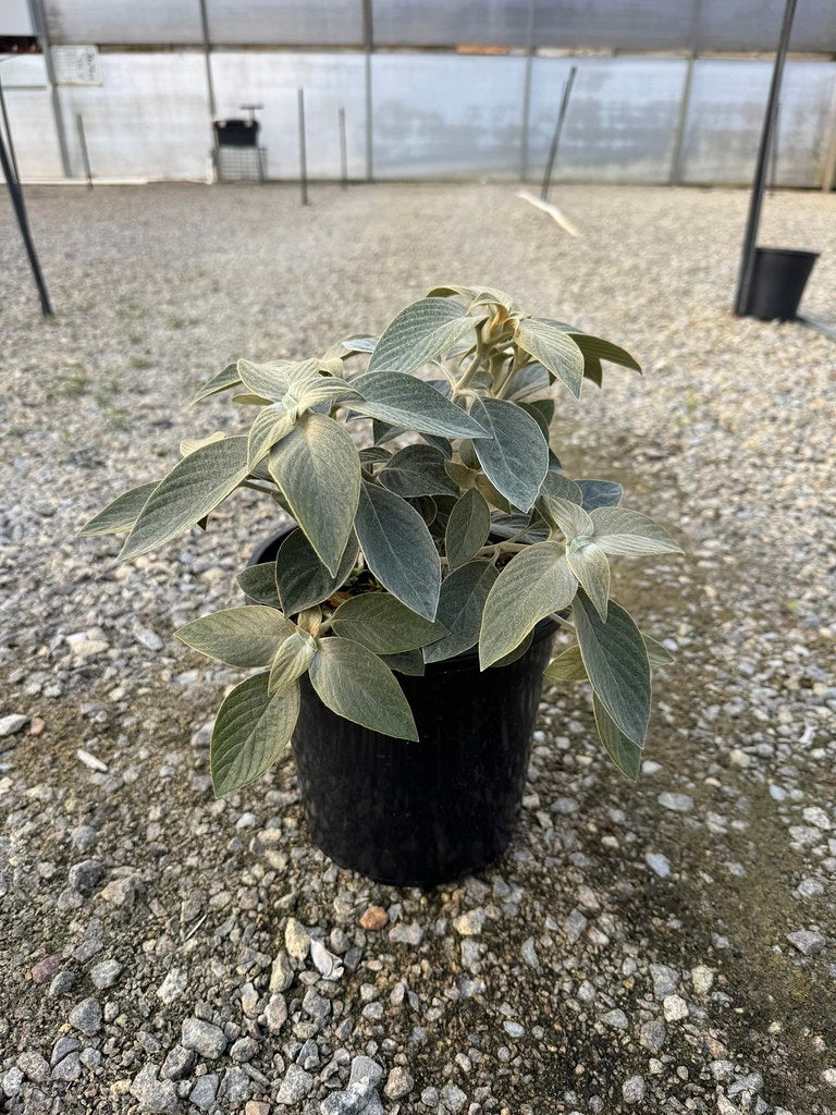 Strobilanthes gossypinus