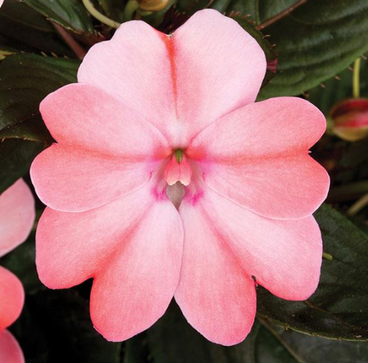 Sunpatiens Compact Blush Pink