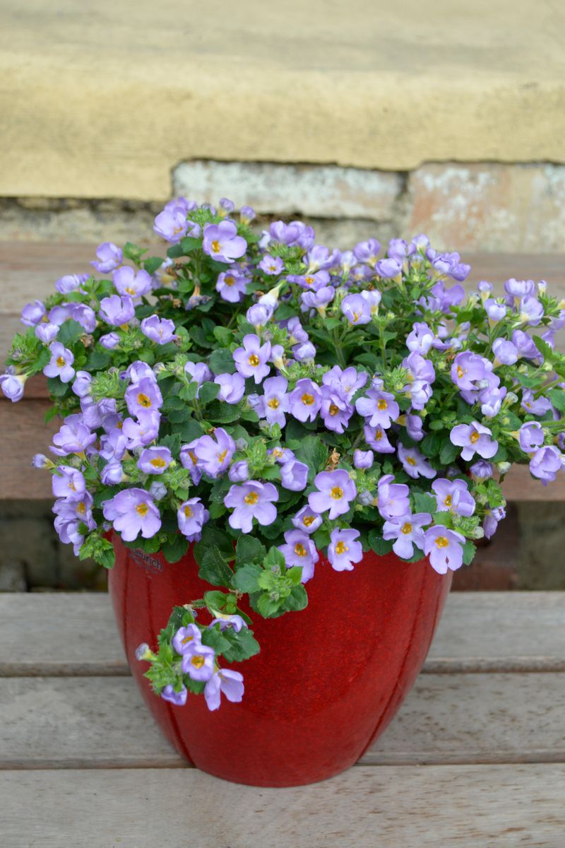 Sutera ‘FLOWERBURST® Blue’