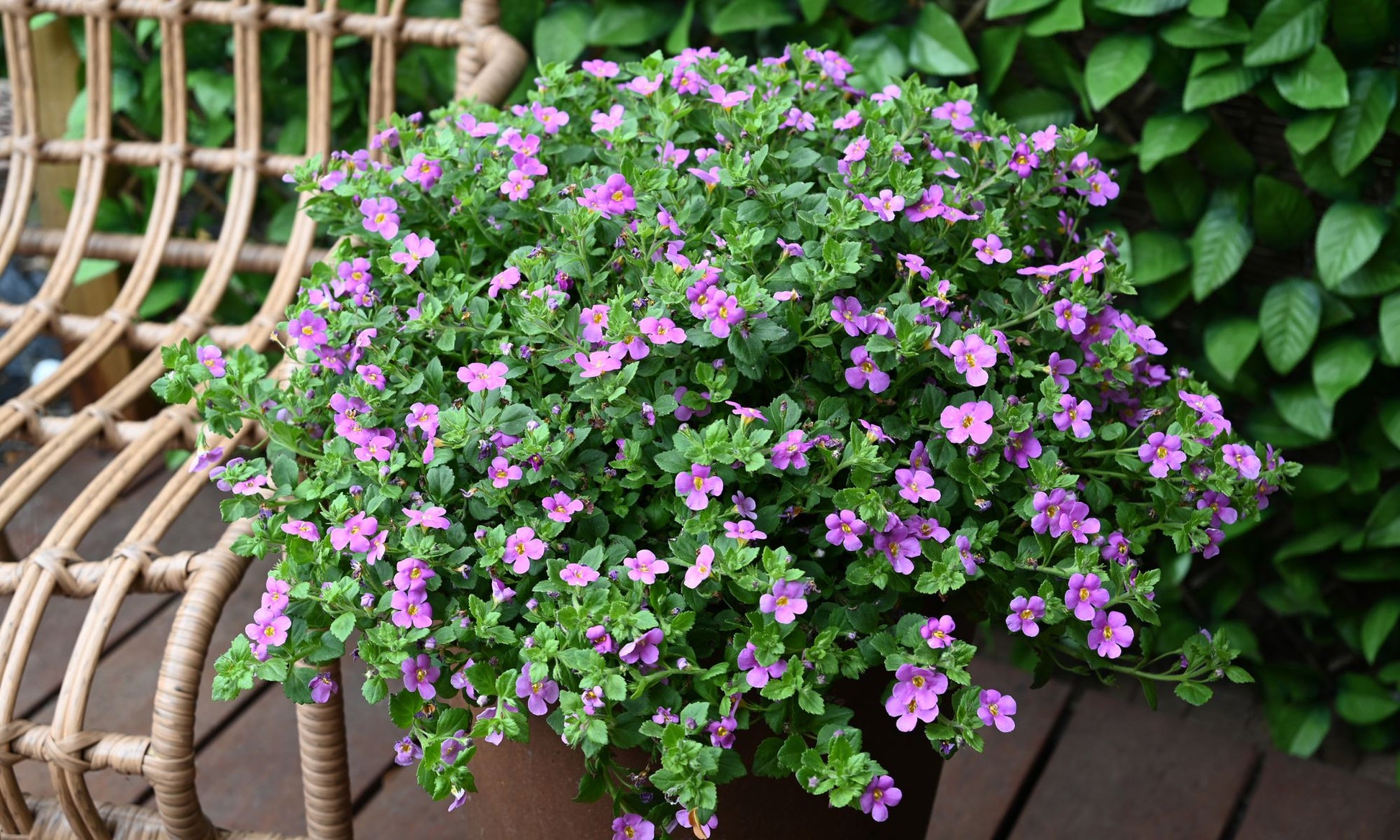 the plant broker