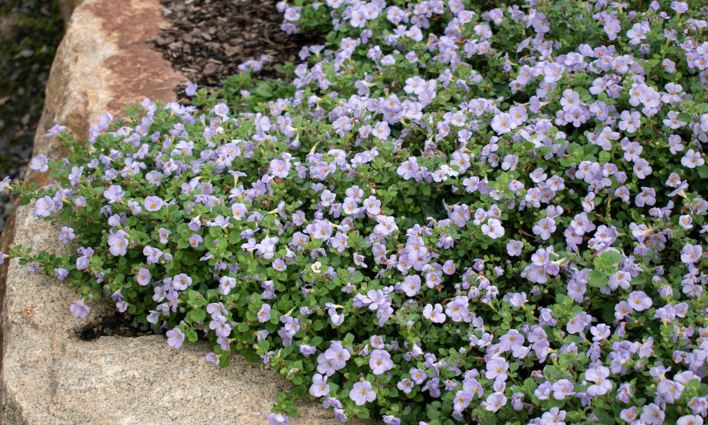 Sutera ‘FLOWERBURST® Mauve’