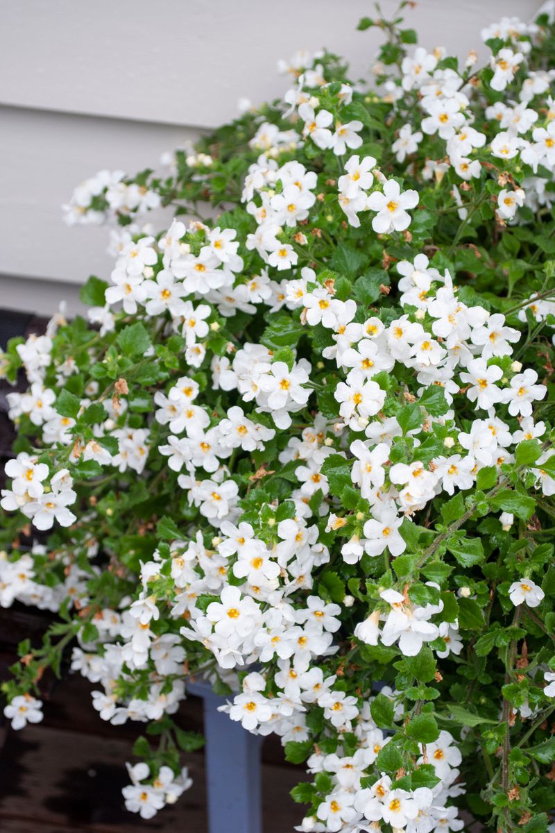 Sutera ‘FLOWERBURST® White’