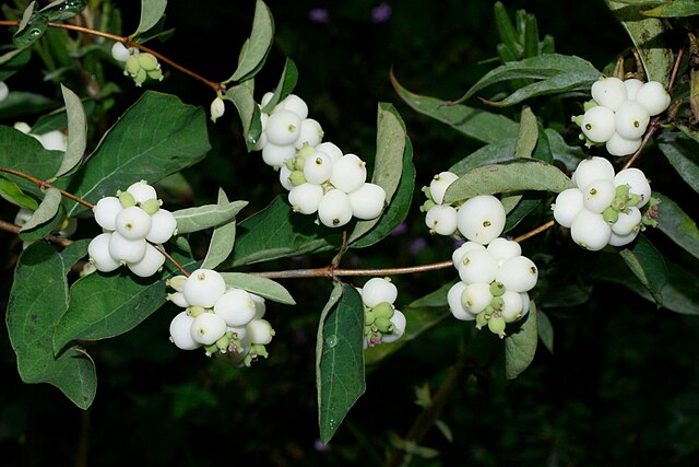 Symphoricarpos albus