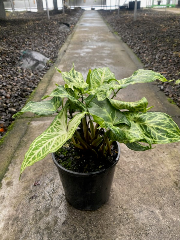 Syngonium Batik