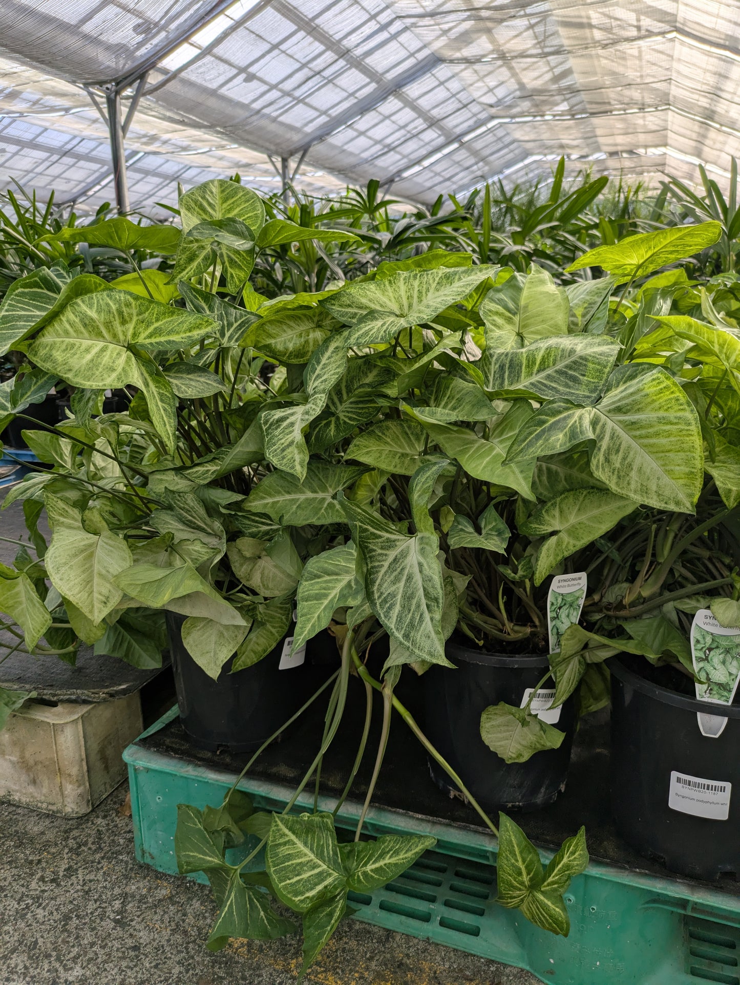 Syngonium podophyllum White Butterfly