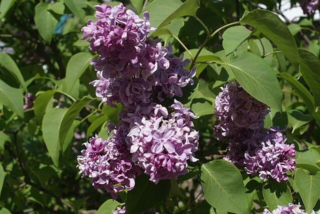 Syringa vulgaris 'Sweetheart'