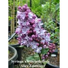 Syringa x hyacinthiflora 'Alice Eastwood'