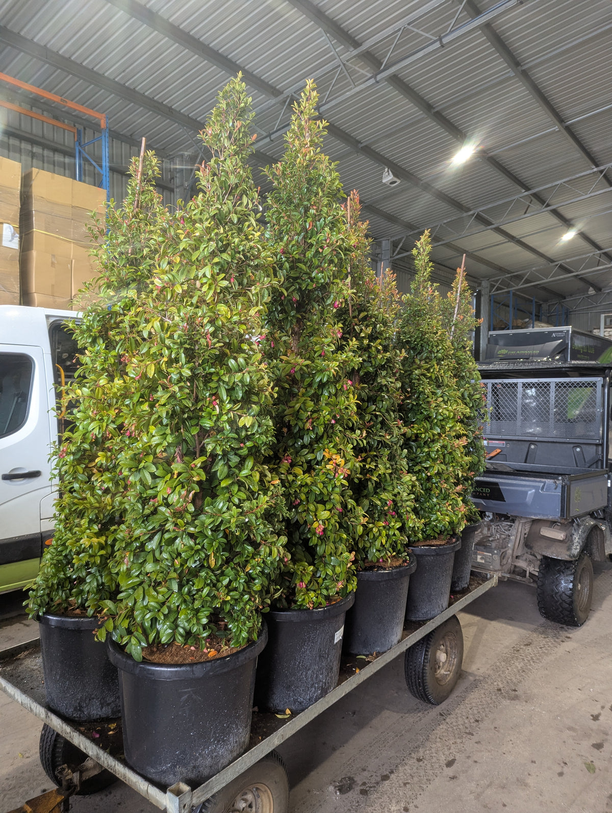 Syzygium australe (SAN01) Straight and Narrow™