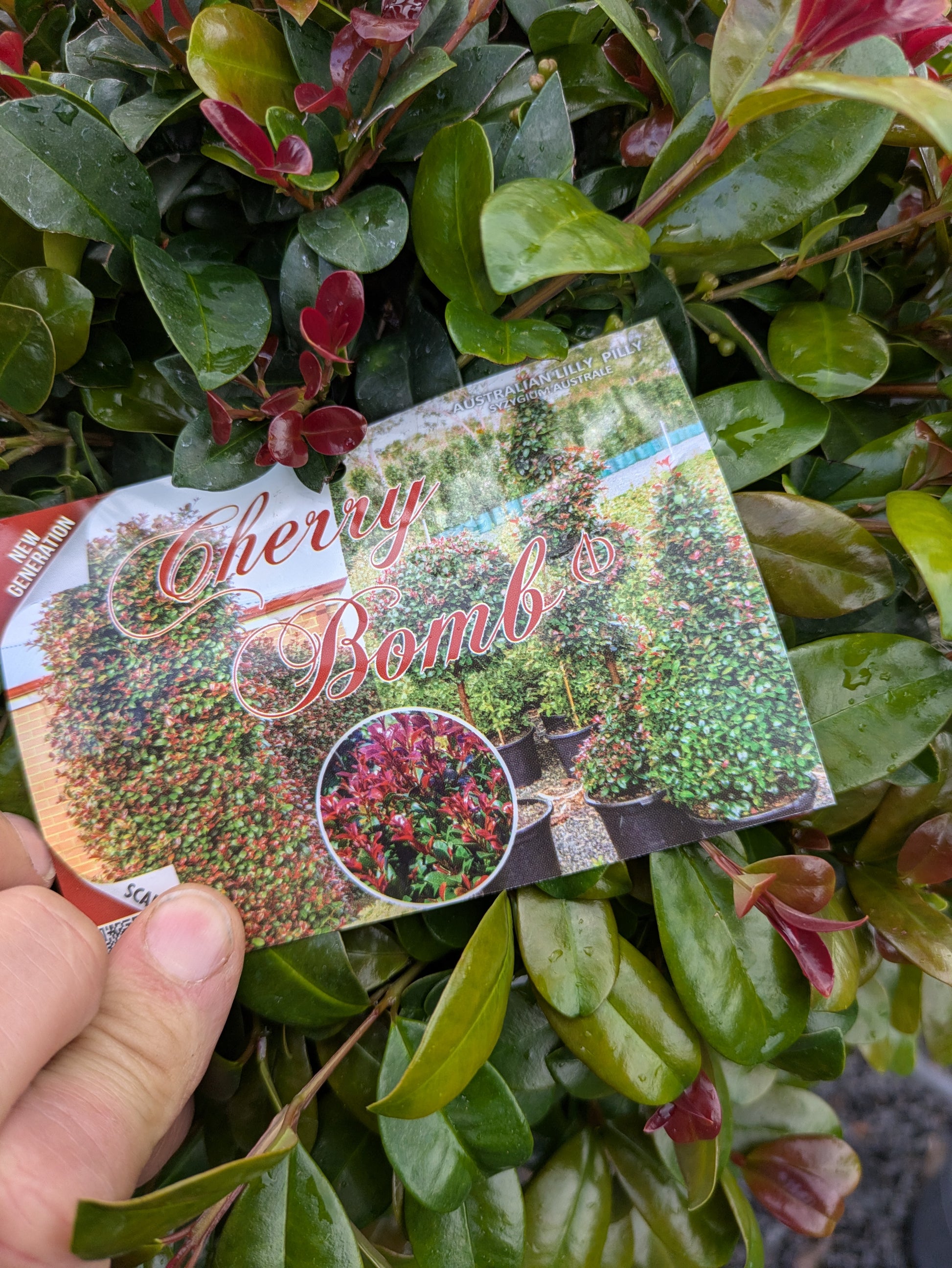 the plant broker