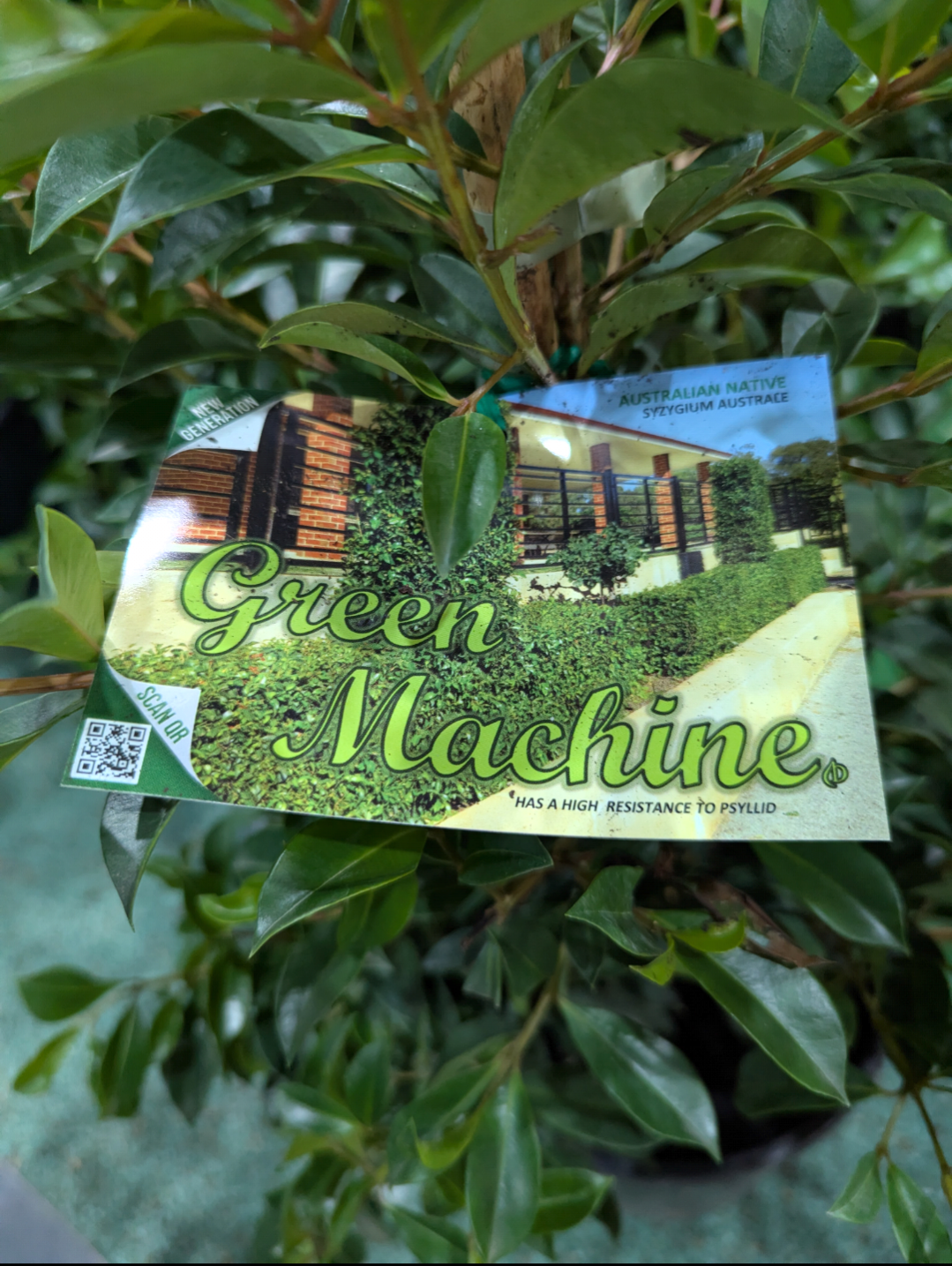 Syzygium australe Green Machine
