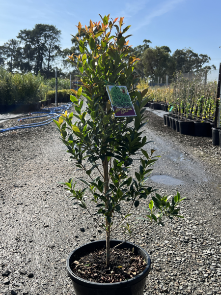 Syzygium australe Hinterland Gold