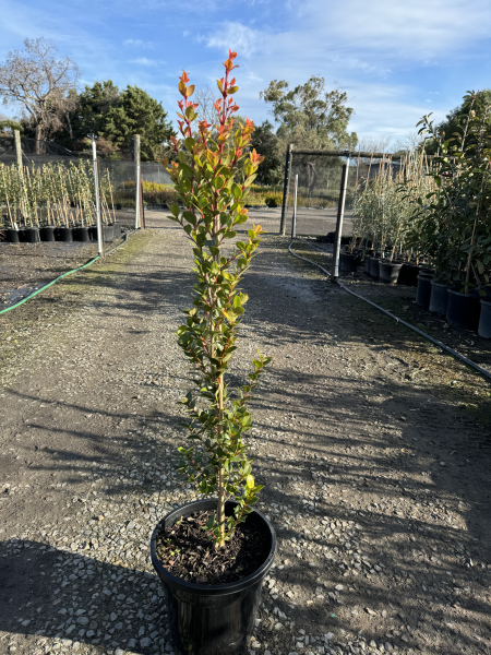 Syzygium australe Orange Twist