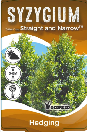 Syzygium australe (SAN01) Straight and Narrow™