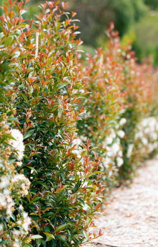 Syzygium australe 'Up and Away' pbr