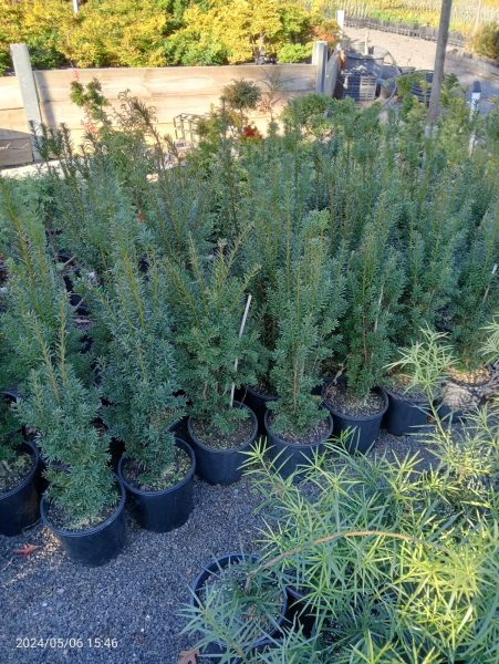 Taxus baccata
