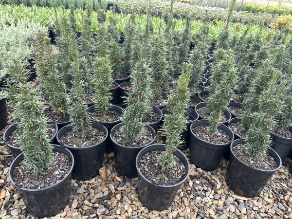 Taxus baccata fastigiata