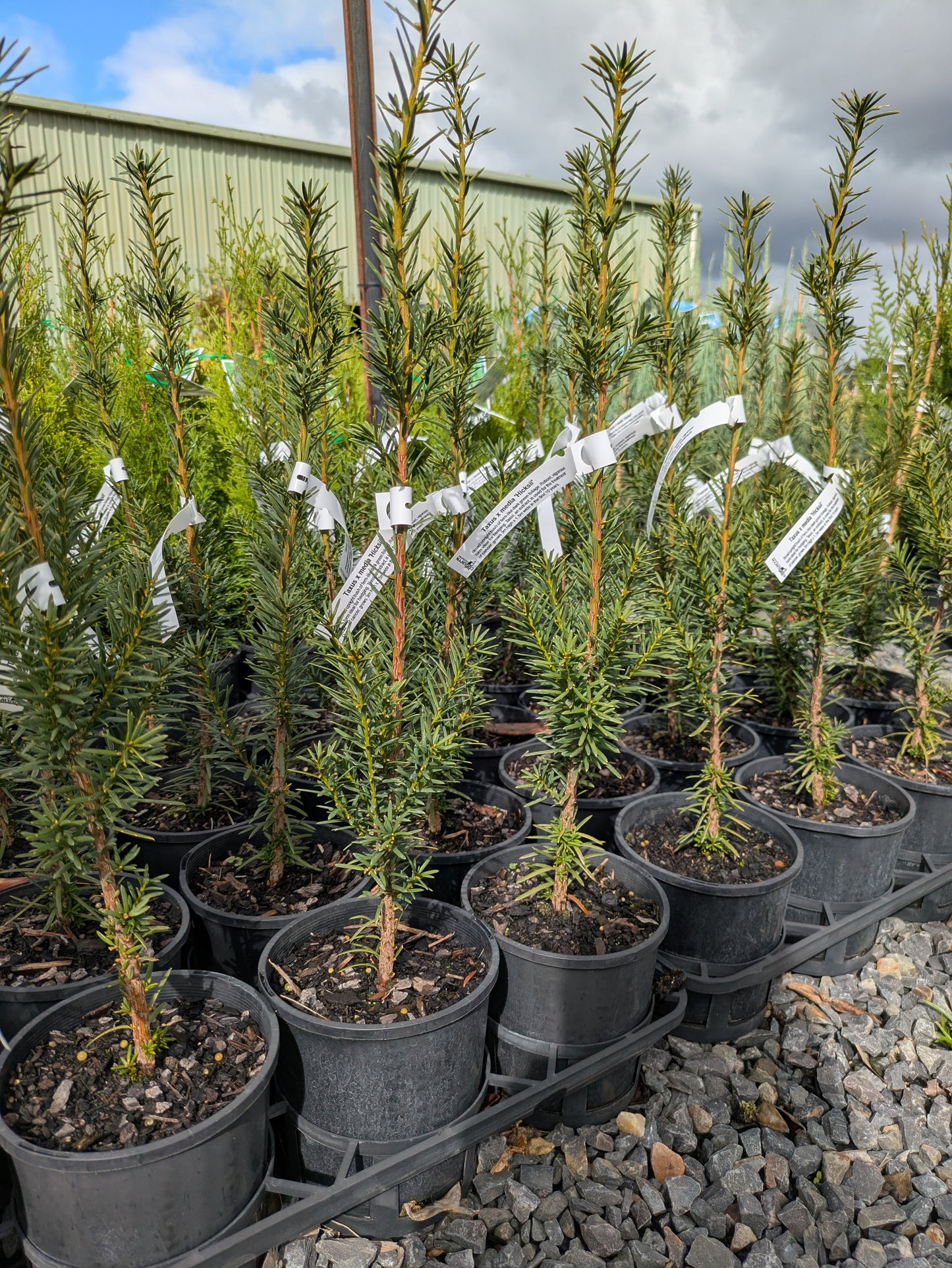 Taxus x media Hicksii