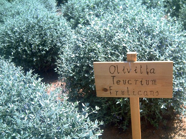 Teucrium fruticans