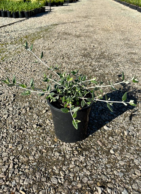 Teucrium fruticans