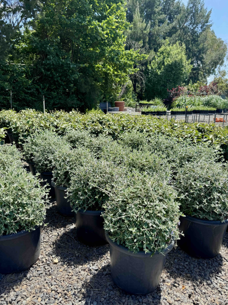 Teucrium fruticans