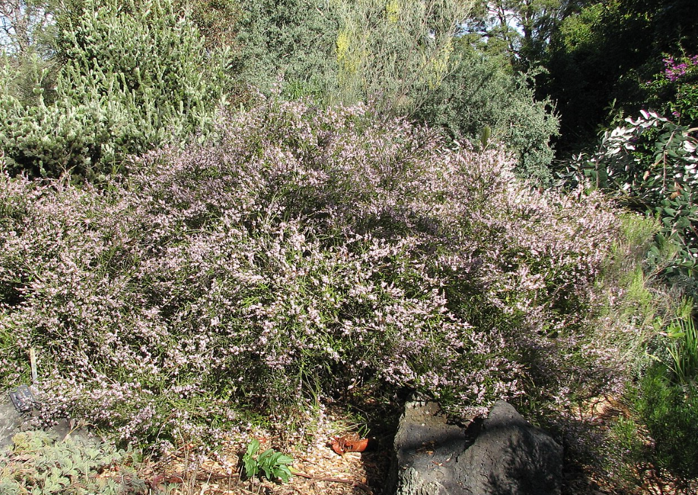 Thryptomene saxicola F.C. Payne