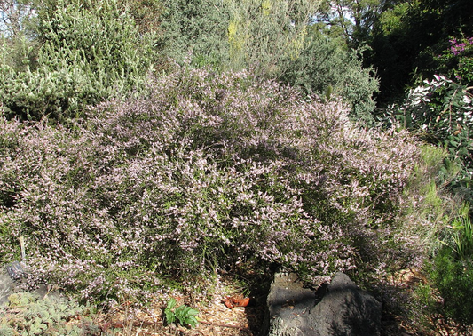 Thryptomene saxicola F.C. Payne