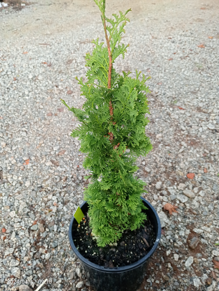 Thuja occidentalis Degroots Spire