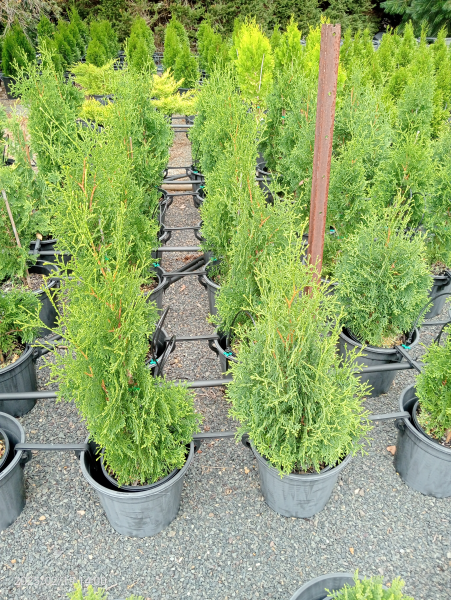 Thuja occidentalis Fastigiata