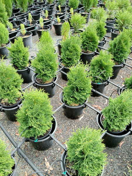 Thuja occidentalis Holmstrup