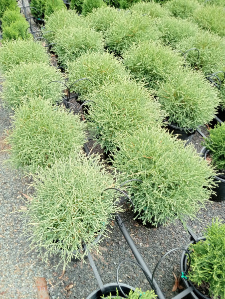 Thuja occidentalis Linesville