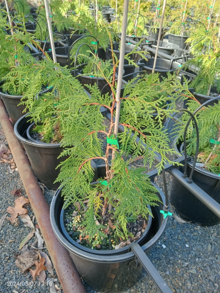 thuja plant indoor or outdoor Thuja occidentalis Pendula – The Plant Broker