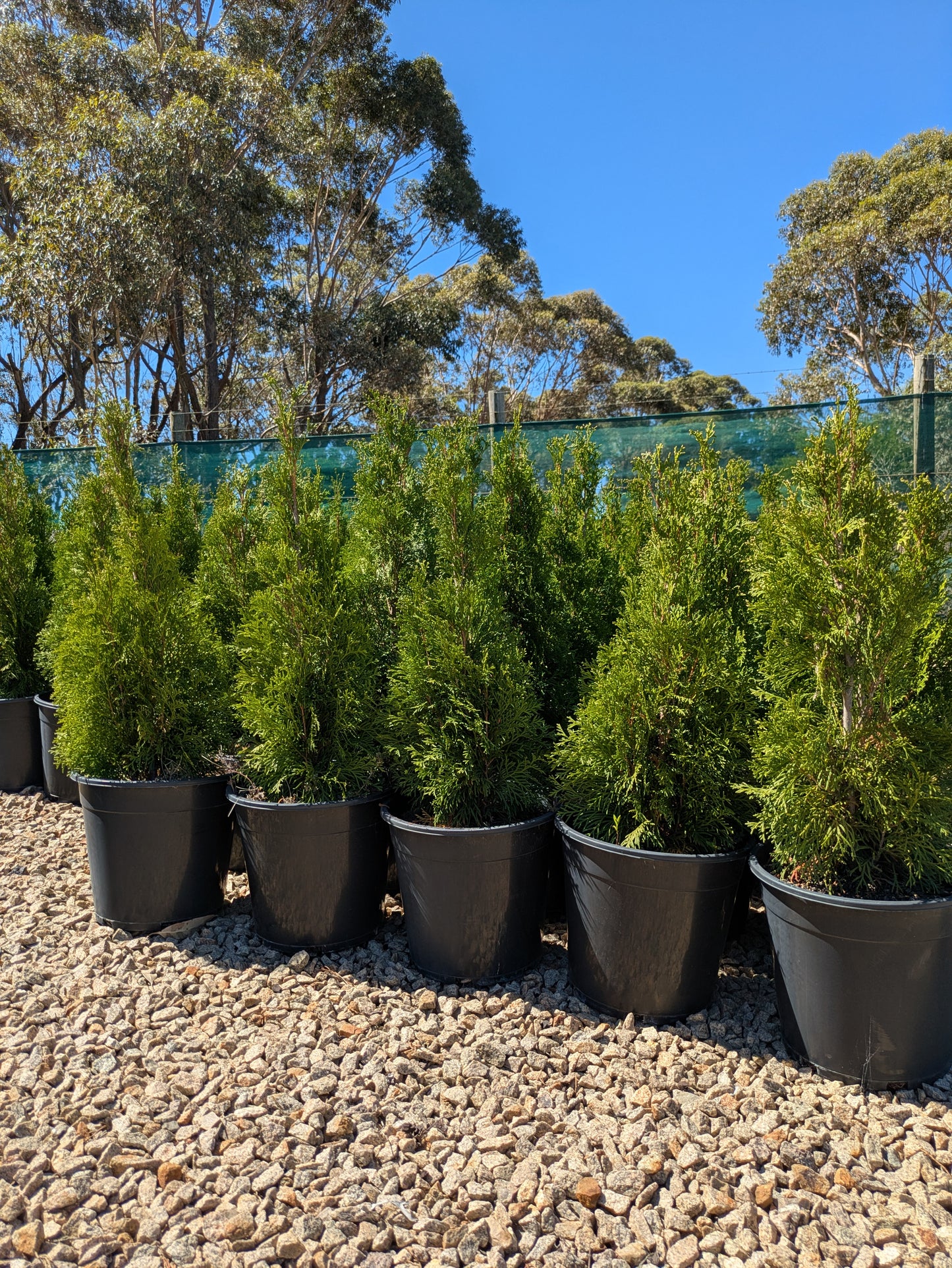 Thuja occidentalis smaragd
