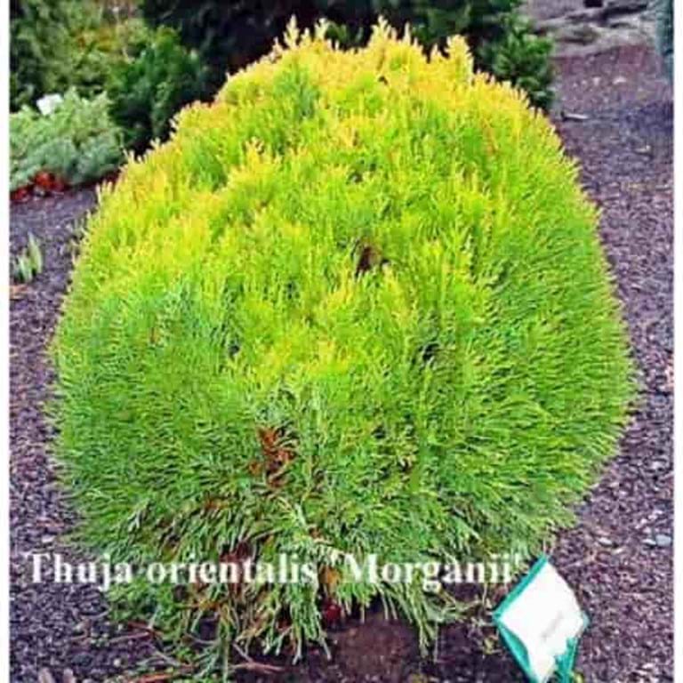 Thuja orientalis morganii