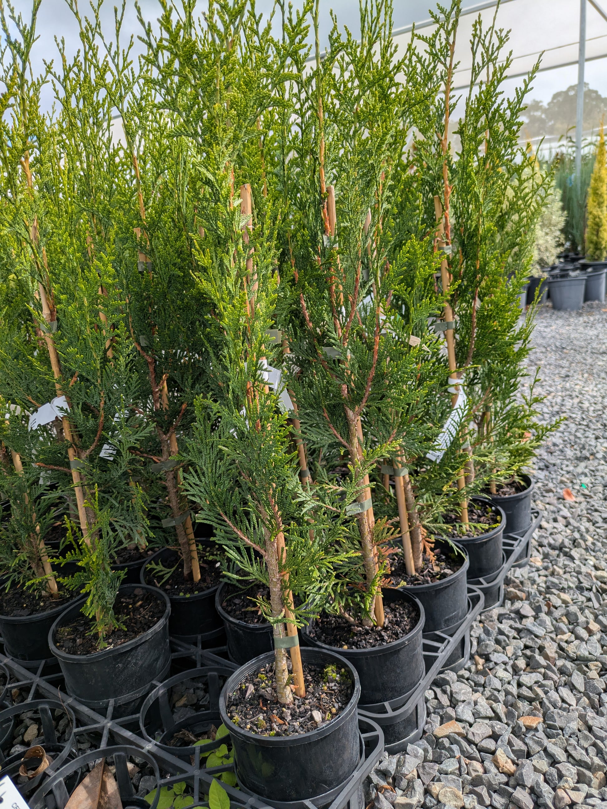 the plant broker