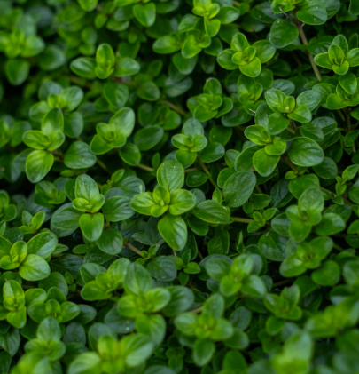 Thyme - Lemon