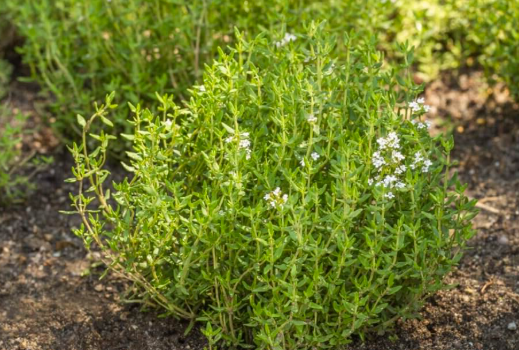 Thyme - Common