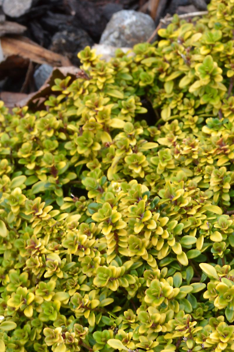 Thymus ‘Archer's Gold’