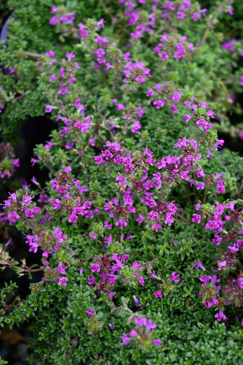 Thymus ‘Candy Buttons’