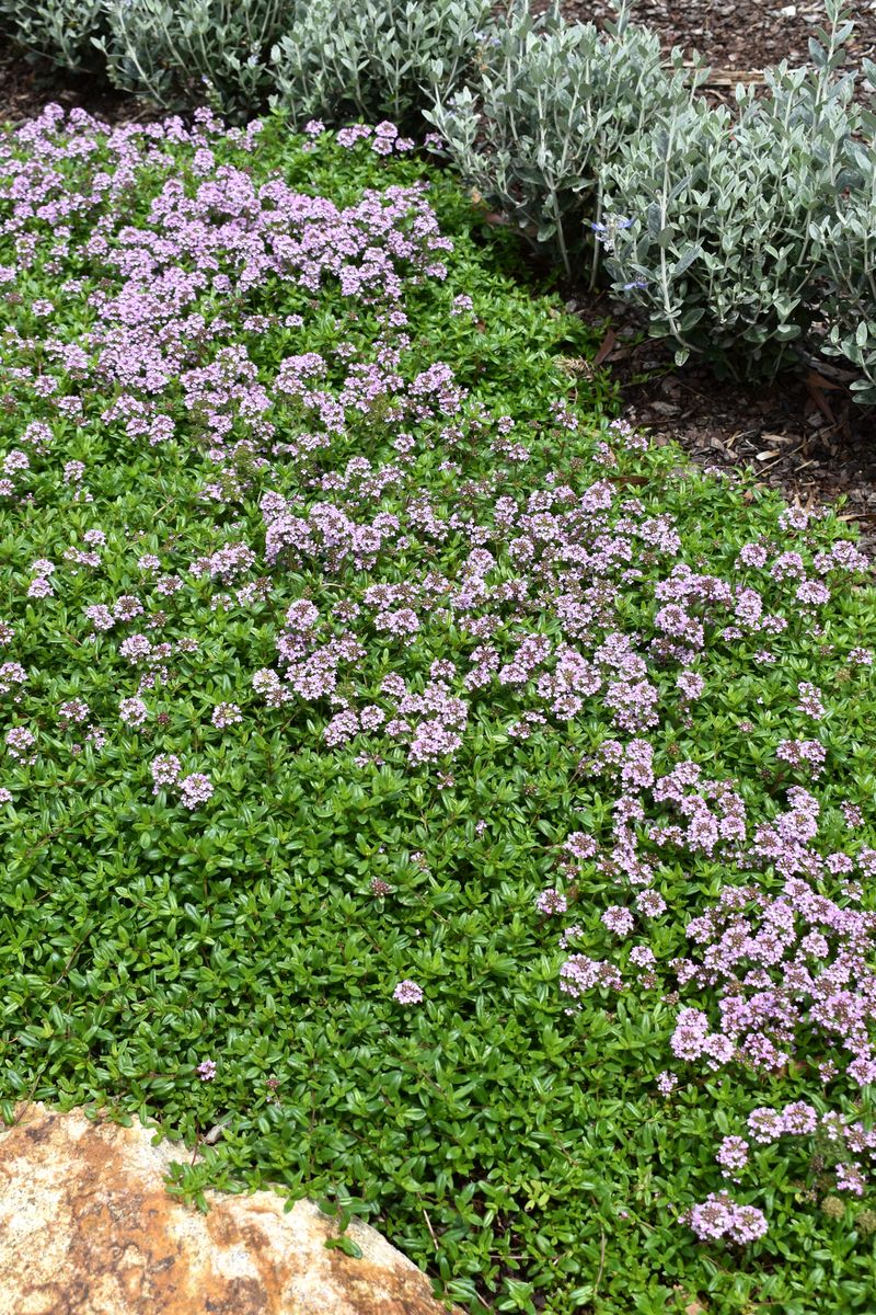 Thymus ‘Pink Buttons’
