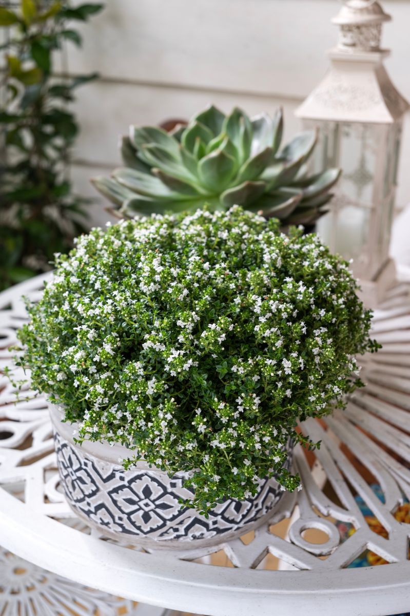 Thymus ‘White Buttons’