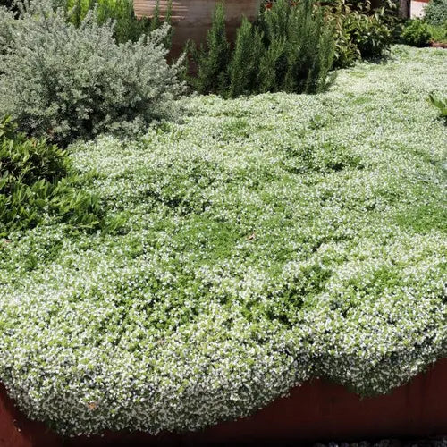 Thymus serpyllum Albus
